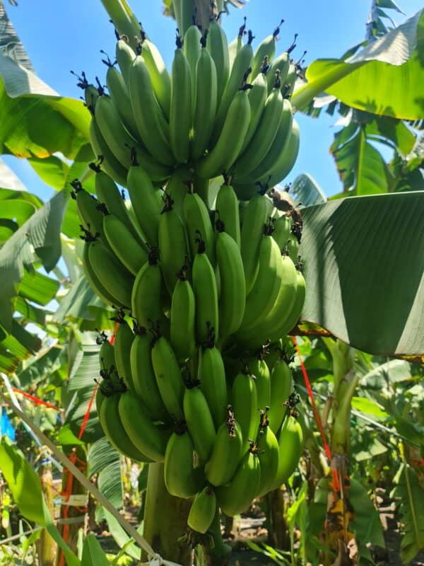 Product Sourcing & Harvest Selection