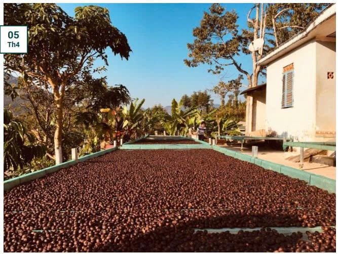 ROBUSTA