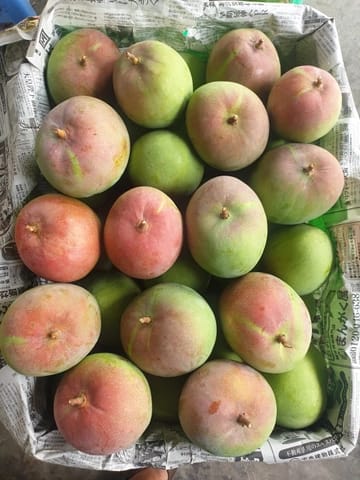 Xoài Việt Nam cao cấp