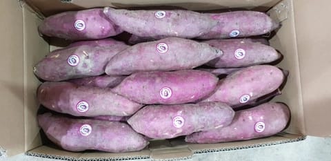 Khoai lang Việt Nam