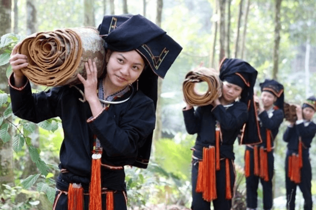 Thu hoạch và bóc vỏ quế