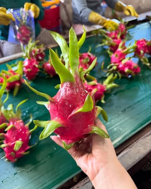 Thanh long tươi cao cấp từ Việt Nam – Giống ruột trắng và ruột đỏ, đạt tiêu chuẩn xuất khẩu cho thị trường quốc tế