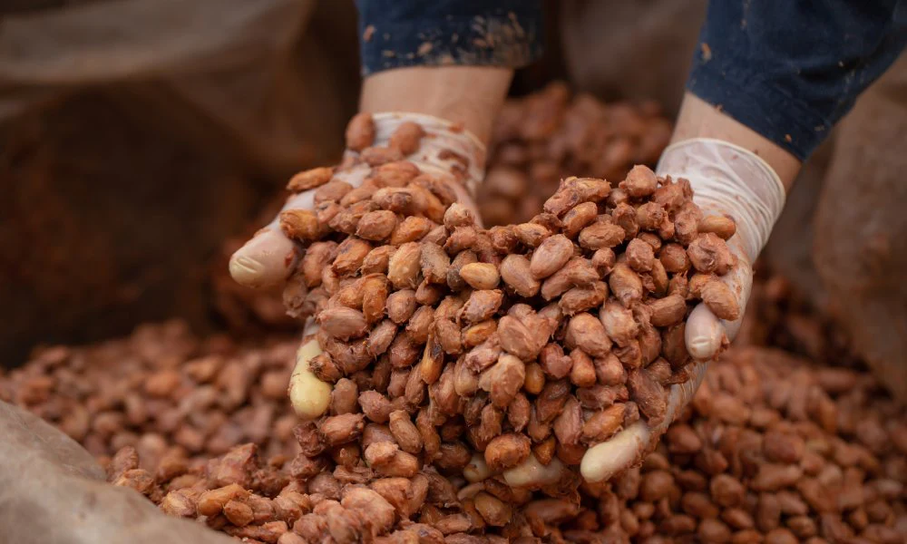 RFQ Hạt Cacao Lên Men Khô từ Việt Nam | ViRFQ