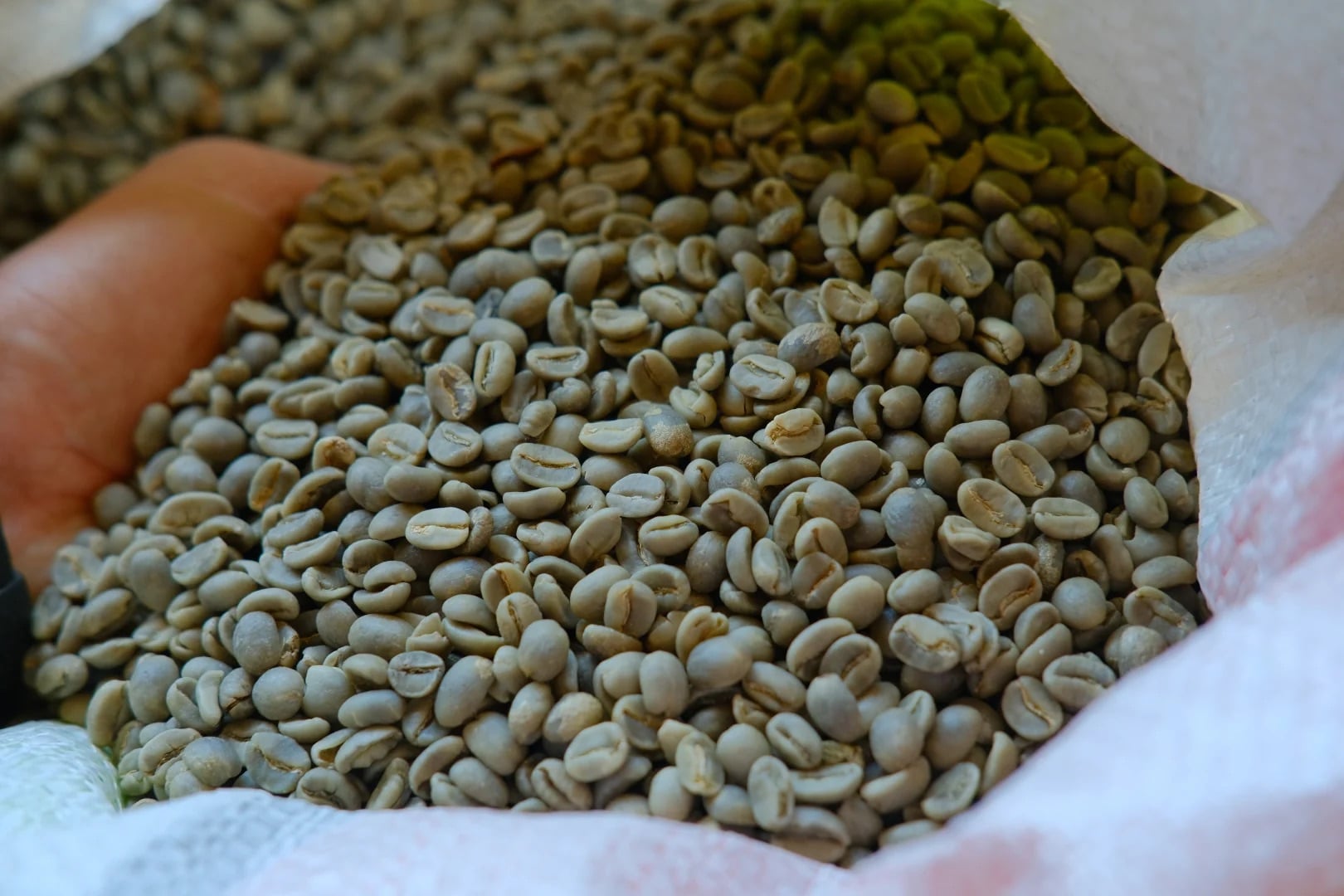 Yêu cầu báo giá Cà phê Arabica và Robusta loại A từ UAE | ViRFQ