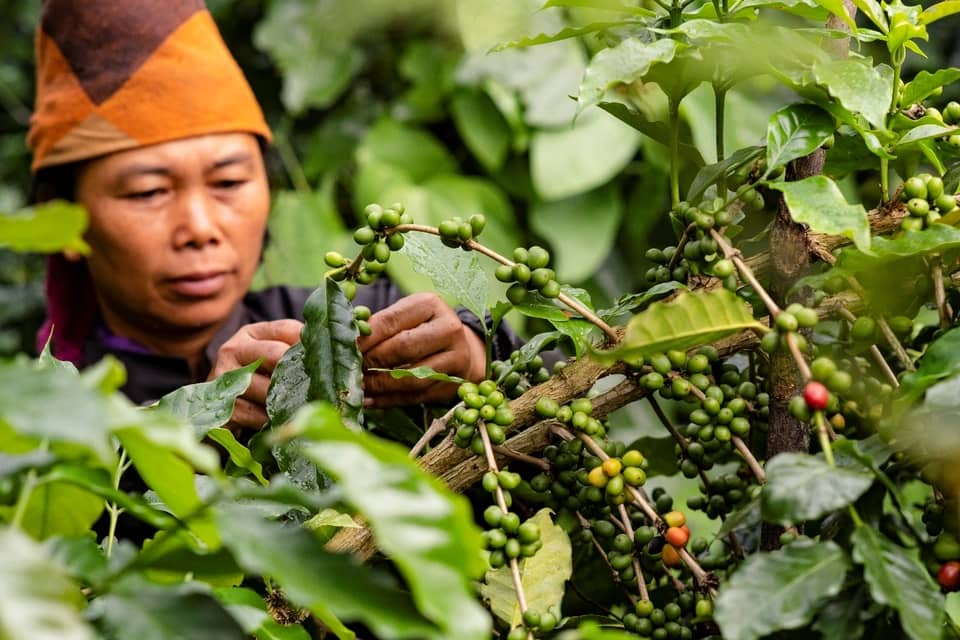 Thu mua tại nông trại và tuyển chọn cà phê cherry chín