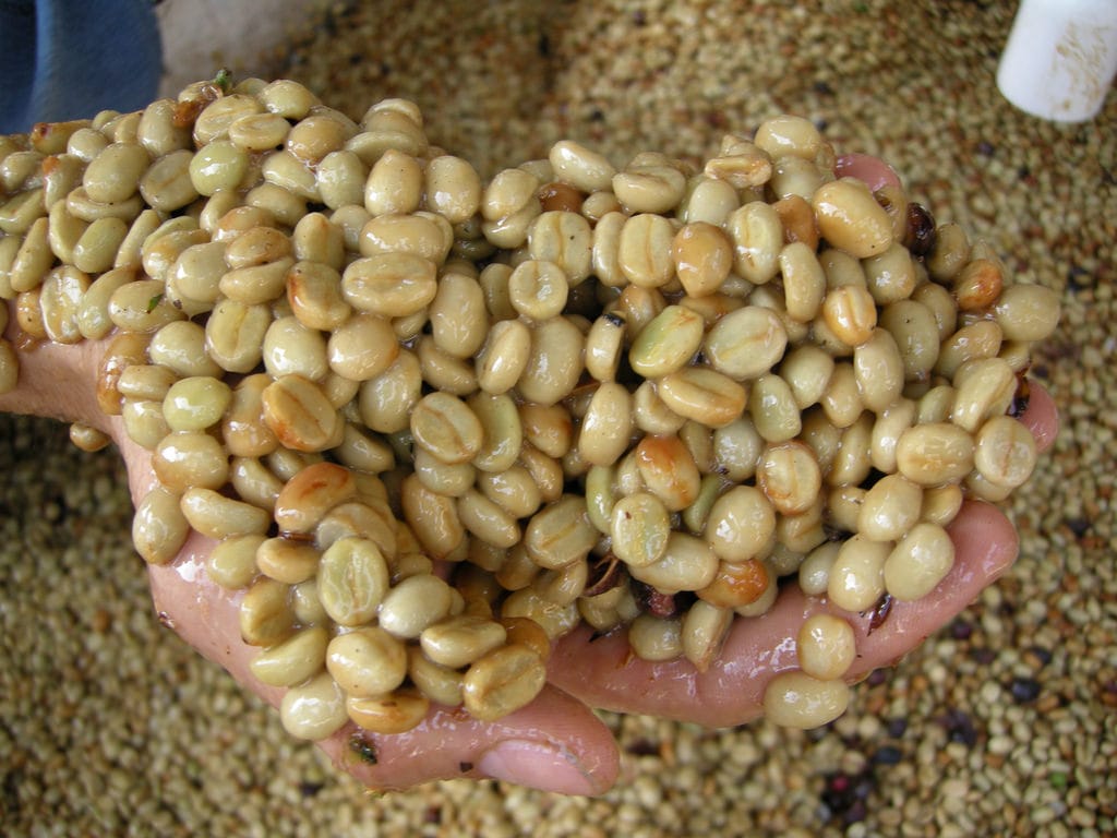 Cà phê nhân xanh Robusta chế biến ướt (Loại 1, S16, S18)