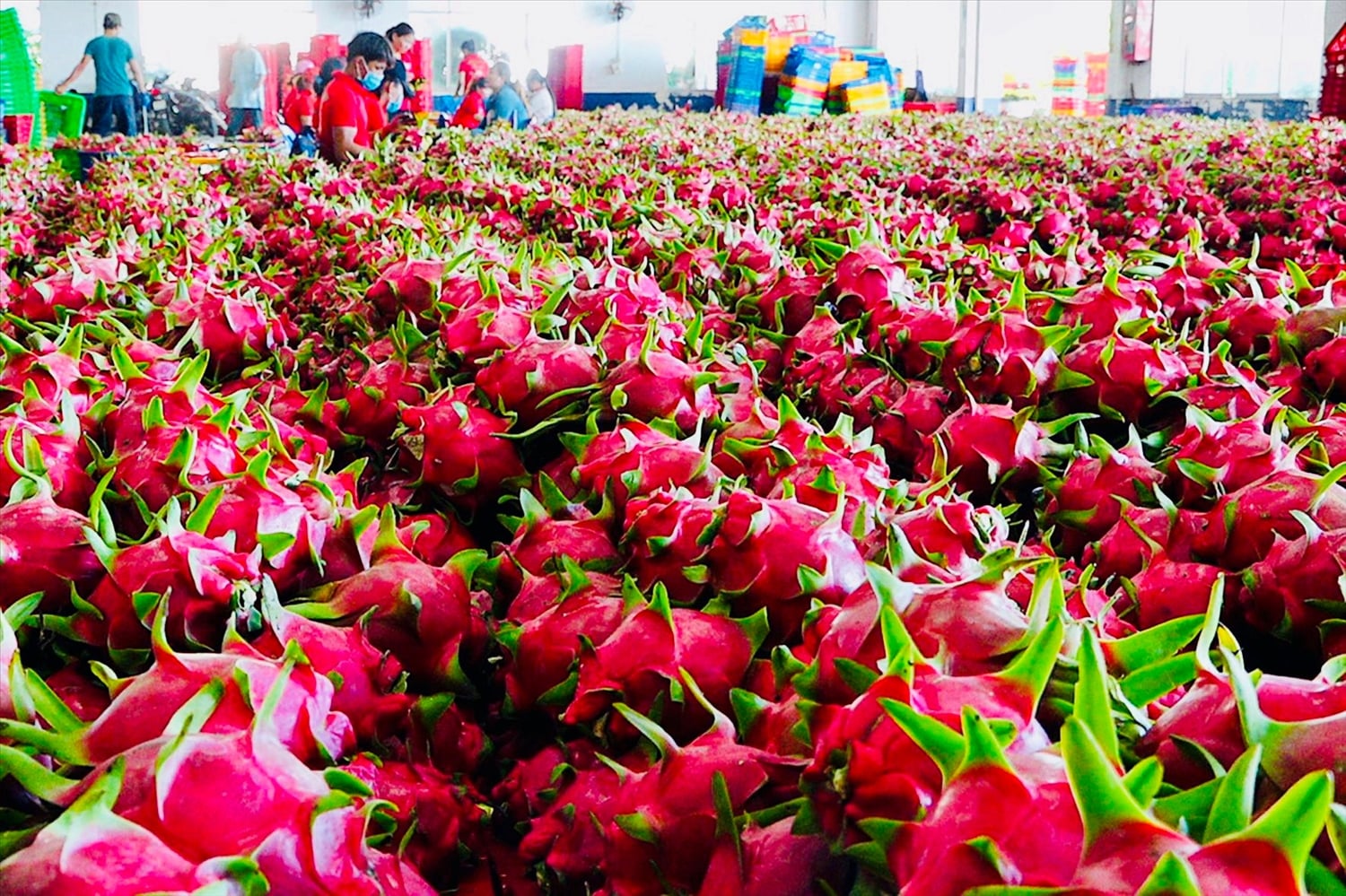 RFQ Thanh long tươi từ Ấn Độ | ViRFQ