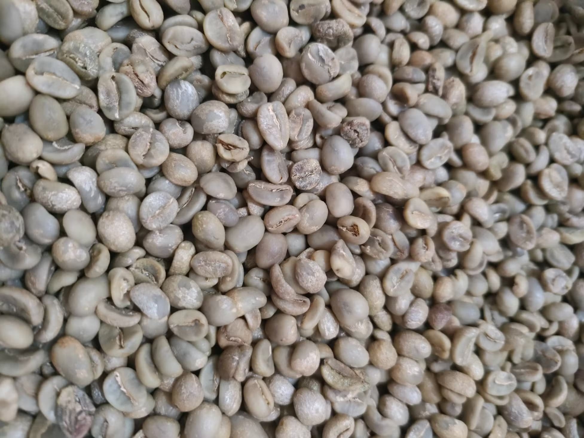 RFQ cà phê xanh Arabica từ Egypt | ViRFQ