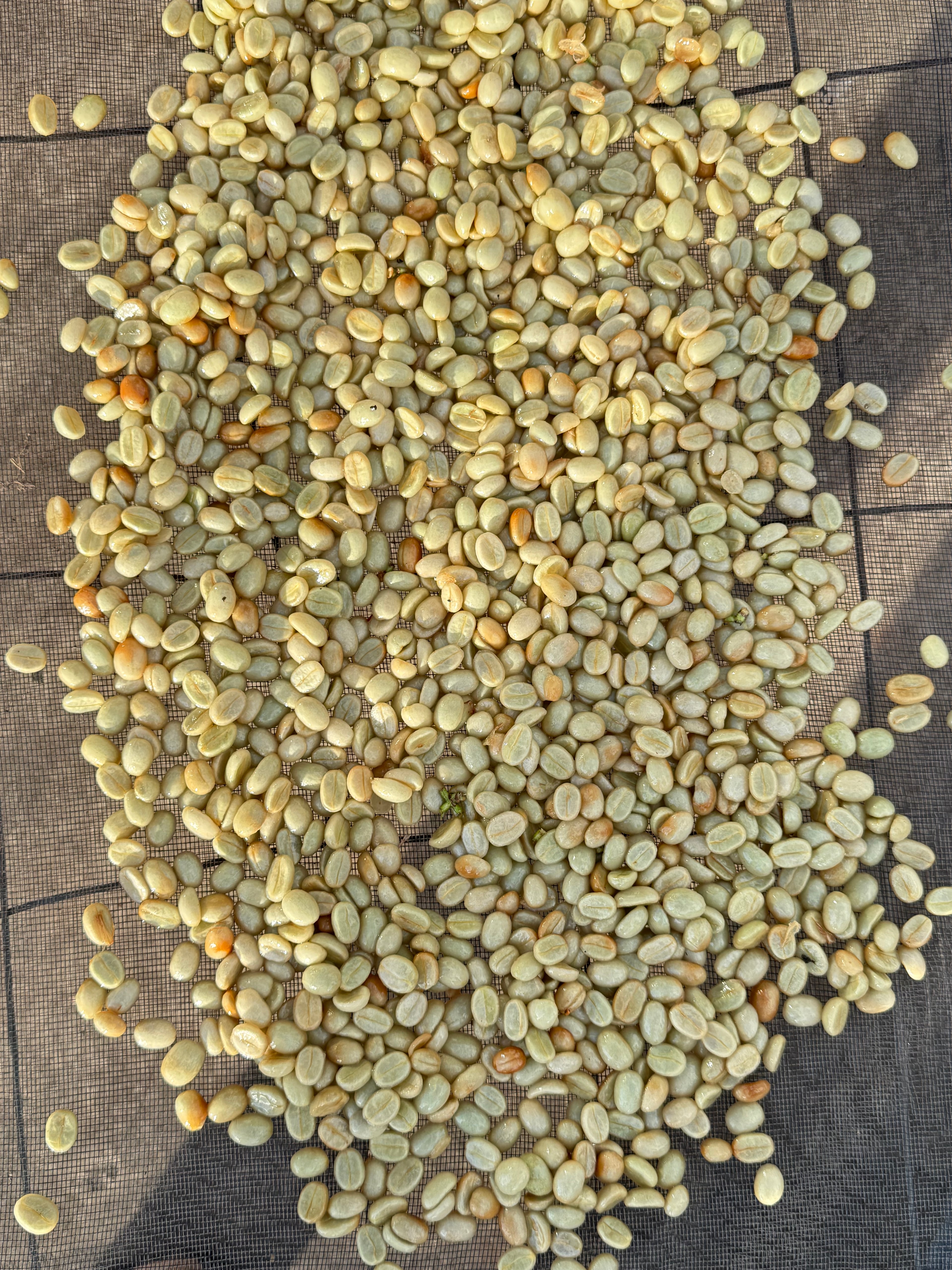 RFQ Cà phê Robusta nhân xanh từ Egypt | ViRFQ