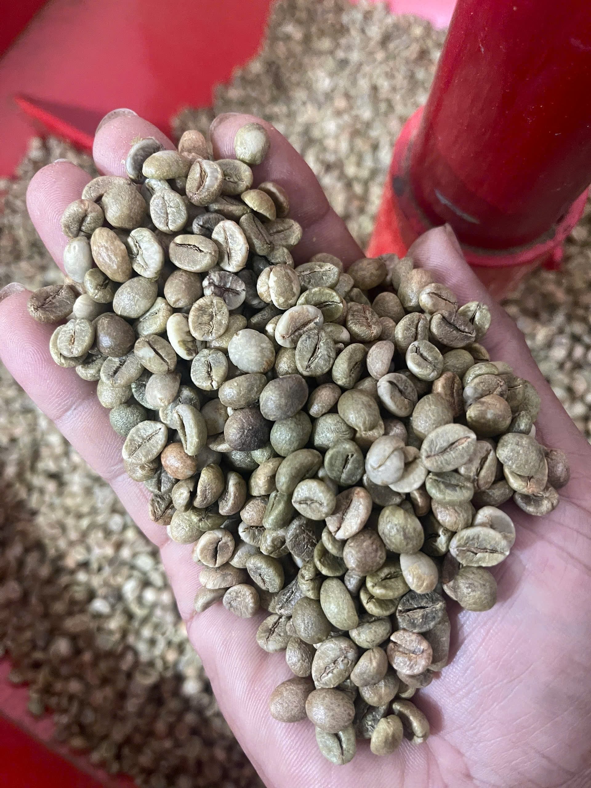 RFQ Cà phê Robusta & Cà phê Arabica từ Philippines | ViRFQ