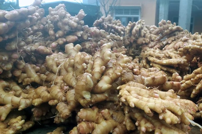 RFQ Fresh Ginger from Bangladesh | ViRFQ