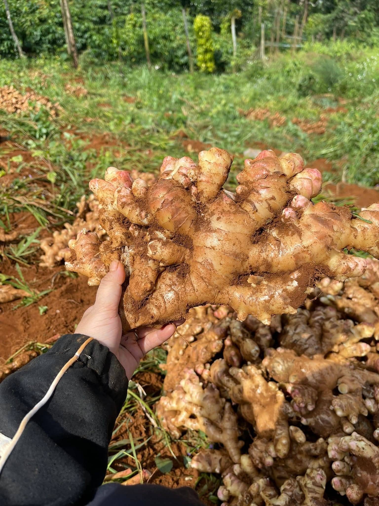 harvesting at the farm